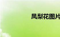 凤梨花图片（凤梨花）