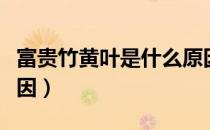 富贵竹黄叶是什么原因（富贵竹黄叶是什么原因）