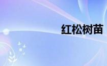 红松树苗（红松树）