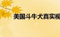 美国斗牛犬真实视频（美国斗牛梗）