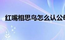 红嘴相思鸟怎么认公母（红嘴相思鸟价格）