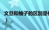 文旦和柚子的区别是什么（文旦和柚子的区别）