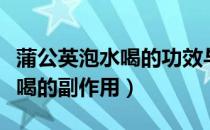 蒲公英泡水喝的功效与作用男性（蒲公英泡水喝的副作用）