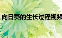 向日葵的生长过程视频（向日葵的生长过程）
