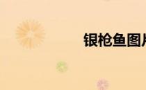 银枪鱼图片（银枪）
