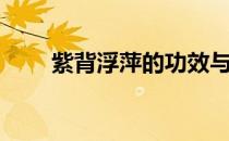 紫背浮萍的功效与作用（紫背浮萍）
