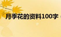 月季花的资料100字（月季花的资料简介）