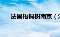 法国梧桐树南京（法国梧桐树的资料）