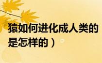 猿如何进化成人类的（猿人进化成人类的过程是怎样的）