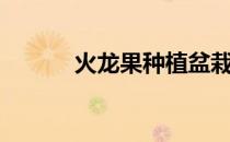 火龙果种植盆栽（火龙果种植）