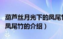 葫芦丝月光下的凤尾竹（关于葫芦丝月光下的凤尾竹的介绍）