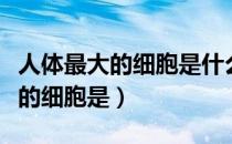 人体最大的细胞是什么有什么意义（人体最大的细胞是）