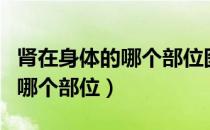 肾在身体的哪个部位图专业术语（肾在身体的哪个部位）