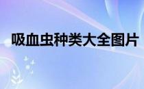 吸血虫种类大全图片（吸血虫种类和图片）