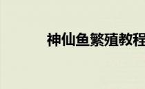 神仙鱼繁殖教程（神仙鱼繁殖）