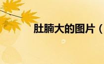 肚腩大的图片（肚腩大的原因）