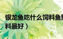 银龙鱼吃什么饲料鱼鳞片亮（银龙鱼吃什么饲料最好）