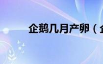 企鹅几月产卵（企鹅几月份产卵）