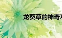 龙葵草的神奇功效（龙葵草）