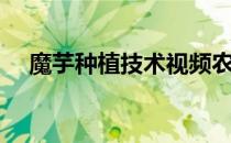 魔芋种植技术视频农广天地（魔芋种植）