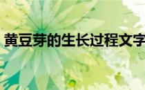 黄豆芽的生长过程文字（黄豆芽的生长过程）