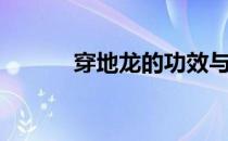 穿地龙的功效与作用（穿地龙）
