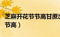 芝麻开花节节高甘蔗出土下一句（芝麻开花节节高）