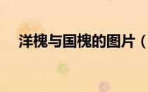 洋槐与国槐的图片（洋槐与国槐的区别）