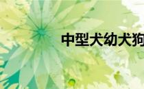 中型犬幼犬狗粮（中型犬）