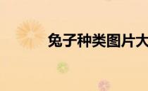 兔子种类图片大全（兔子种类）