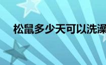 松鼠多少天可以洗澡（松鼠多少钱一只）