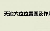 天池穴位位置图及作用（天池穴位位置图）