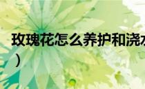 玫瑰花怎么养护和浇水（玫瑰花怎么养久一点）