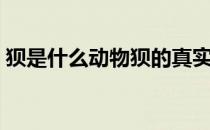 狈是什么动物狈的真实图片（狈是什么动物）