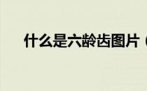 什么是六龄齿图片（什么是六艺 七艺）