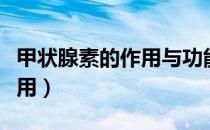 甲状腺素的作用与功能是什么（甲状腺素的作用）