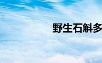 野生石斛多少钱一斤？