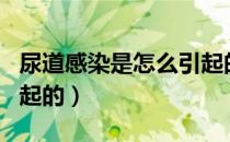 尿道感染是怎么引起的呢（尿道感染是怎么引起的）