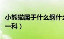 小熊猫属于什么纲什么目动物（小熊猫属于哪一科）