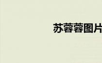 苏蓉蓉图片（苏蓉蓉）