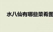 水八仙有哪些菜肴图片（水八仙有哪些）