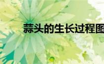 蒜头的生长过程图画（蒜头的功效）