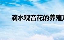 滴水观音花的养殖方法（滴水观音花）