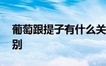 葡萄跟提子有什么关系 葡萄跟提子有什么区别