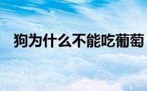 狗为什么不能吃葡萄 狗为什么不能吃葡萄