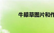 牛膝草图片和作用 牛膝草图片