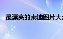 最漂亮的泰迪图片大全 最漂亮的泰国美女