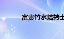 富贵竹水培转土培 富贵竹水培