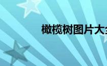 橄榄树图片大全 橄榄树三毛