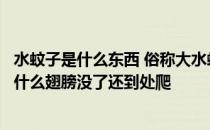 水蚊子是什么东西 俗称大水蚊的是什么东西叫什么有害吗为什么翅膀没了还到处爬